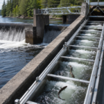 How an eel elevator on Maine's Penobscot River helped restore millions of fish and brought humpback whales back |