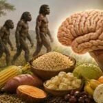 Human brain evolution may have depended on sugars and carbohydrates, not just meat; new study finds |