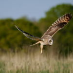 Humans stepped back from this UK dairy farm in 2023; three years later, wildlife returns as 27 more bird species appear and butterfly numbers more than double