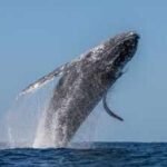 Western Australia’s humpback sightings fell 60%; days later, weakened Southern Ocean seabirds appeared thousands of kilometres away on the country’s east coast