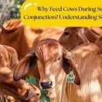 Why Feed Cows During Surya Ketu Conjunction? Understanding Surya Ketu Nadi