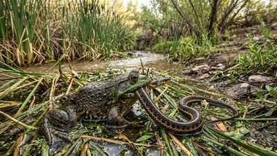 In 1920, Arizona introduced bullfrogs as a game species and food source; a century later, the invasive frogs are threatening the Northern Mexican gartersnake |