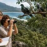 In 1965, a couple began counting pigeons in Queensland. Three years later, numbers fell from 4,692 to 1,451, beginning a 60-year conservation story