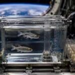 In 1973, Nasa sent two fish and 50 eggs into space; the unusual experiment helped reveal what happens to living organisms without gravity |