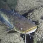 In 1974, a German fisherman released thousands of baby catfish into a Spanish river; 50 years later they are threatening native wildlife as an 'ecological time bomb'