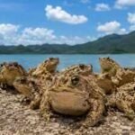 In 1978, just 10 to 15 cane toads were moved to Ishigaki Island. Decades later, their population increased to 20,000 with surprising evolutionary change﻿ |