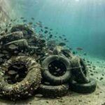 In 1994, researchers in California and Arizona turned discarded tyres into underwater reefs and found 20 times more fish in concrete canals |