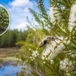 In 1997, Florida released Australian insects to fight an invasive tree. Nearly three decades later, its invaded range has fallen by about 75%