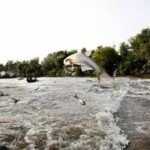 In 2009, Minnesota treated Pickerel Lake with fish poison to remove common carp; afterward water clarity rose nearly 600% and plant cover climbed from 4.6% to 90%