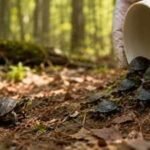 In 2011, a tiny turtle disappeared into the Massachusetts wild. 15 years later, her daughters were released into the wild |