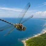 In 2016, Biologists at Rutgers University discovered that the globe skimmer dragonfly is the world's longest-distance flying insect