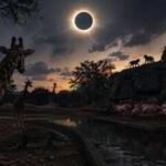 In 2017, a total solar eclipse changed animal behaviour as scientists watched 17 species react to sudden darkness