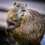 In 2024, a beaver returned to a California creek after 19 years and began cutting down aspen trees beside a man-made dam | World News