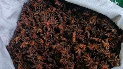 In Indian Himalayas, a wild spice is helping 200 families protect 100 sq km of forest while generating an income of Rs 39 lakh