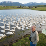 In the 1960s a Montana landowner bought 2 mute swans for private pond. Decades later their flock reached 120; alarming Yellowstone officials |