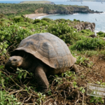In the 1970s, just 14 giant tortoises remained on Española; now 3,000 are restoring vegetation and bringing albatrosses back to nesting grounds |