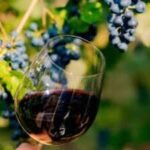 Ireland is becoming an unlikely wine country as temperatures rise; the island now has 42 vineyards, with growers reporting bumper 2026 crops