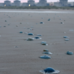 Jellyfish turned into an unexpected threat to France’s Gravelines nuclear plant after a huge swarm clogged its cooling system