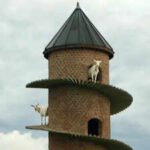 Inside Portugal’s 19th-century goat tower, where dwarf goats climb a spiral ramp to a three-storey home | World News