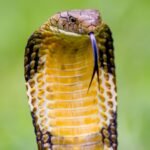 Ophiophagus Hannah: In 1836, the king cobra was called Hamadryas hannah: How one of Asia's most famous snakes got its modern name Ophiophagus hannah