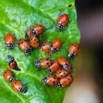 Ladybugs Gardening Benefits: Why every gardener loves ladybugs: 5 Amazing benefits you should know