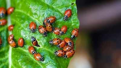 Ladybugs Gardening Benefits: Why every gardener loves ladybugs: 5 Amazing benefits you should know