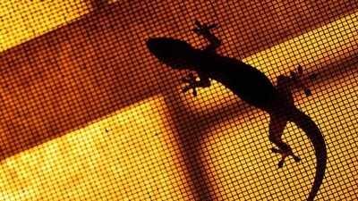 5 natural ways to keep lizards out of your home