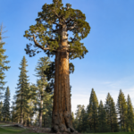 Meet the General Grant Tree: The world's second-largest tree that became America's only living National Shrine | World News