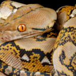 Reticulated Python: Meet the world's longest snake, a silent killer that doesn't even need venom to kill, is capable of virgin birth, and has taken human beings to meals
