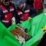 30 lions and tigers spent years in cramped concrete cages at a notorious Argentine zoo; they are now beginning a journey to sanctuaries where they can finally roam freely