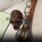 Passenger carrying ‘Monkey Skull’ in bag detained at Delhi airport by CISF; wildlife case now under investigation