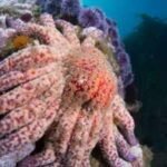 More than 99% of California’s sunflower sea stars vanished, now scientists have found a mysterious colony that could help revive dying kelp forests