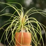 5 small plants that never die