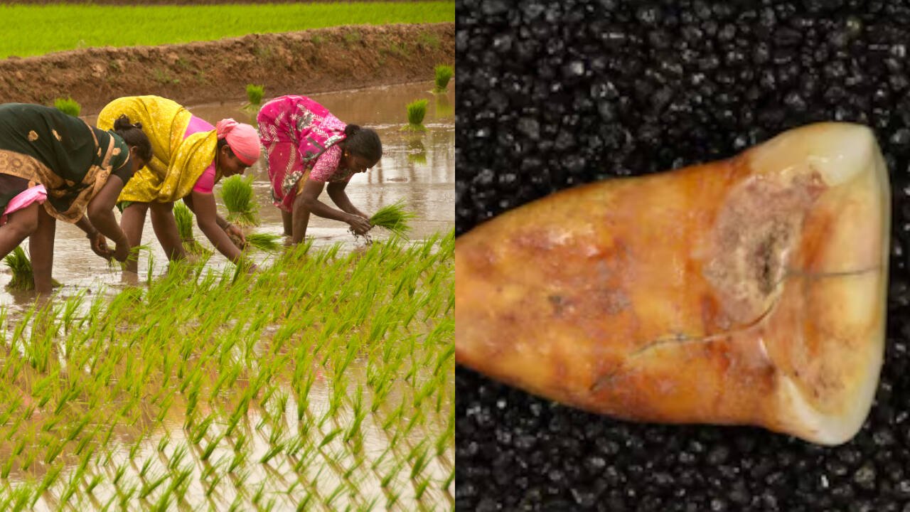 15000-year-old bones and teeth reveal what humans ate before agriculture