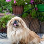 7 Teacup dog breeds that are perfect for apartment living in India