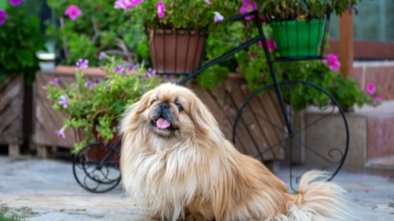 7 Teacup dog breeds that are perfect for apartment living in India