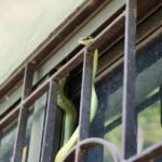Snake in the house during monsoon? 7 things you should NEVER do