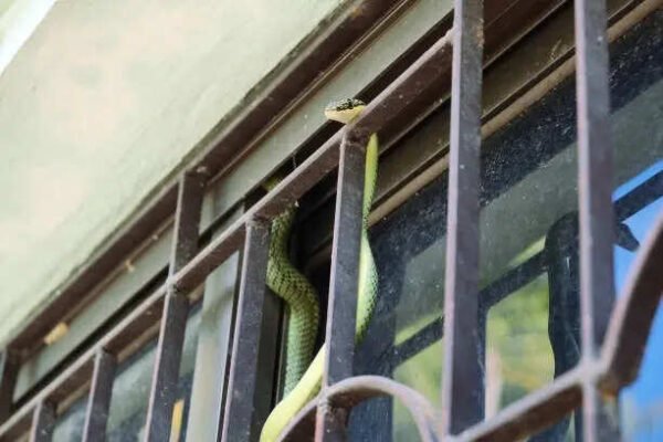 Snake in the house during monsoon? 7 things you should NEVER do