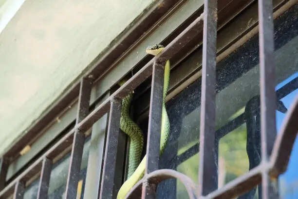 Snake in the house during monsoon? 7 things you should NEVER do