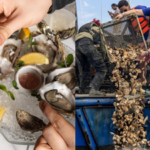 New York City restaurants are saving 800 pounds of oyster shells from landfills every day and sending them to rebuild reefs, with 19 acres of reef habitat already restored | World News