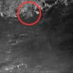 First time in 100 years, North American river otter spotted in the Bronx River: 'I could hardly believe what I was seeing'