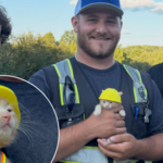 Ohio construction workers found a kitten trapped inside an excavator; now she has her own hard hat and a job working with them | World News