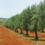 During the Bronze Age, a tree took root in what is now Portugal and more than 3,700 years later, it is still producing olives