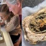 Viking Textile Fragments: Rare textile fragments have survived for around 1,300 years inside a Viking woman’s Danish grave because metallic salts released by two brooches inhibited microbes that would normally destroy the cloth