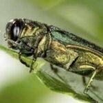 In 2026, Emerald Ash borers continue killing Ash Trees across North America; How one tiny beetle is transforming forests ⁩ |