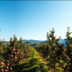 In 2022, French researchers used moving solar panels to shade apple trees, cutting sunburn damage from 13% to 2% |