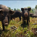 In the 1500s, Spanish explorers left pigs on a Georgia island as future food; centuries of feast and famine produced hogs that rapidly store fat and are now used to study obesity and metabolic disease