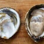 Oysters can carry a bacterium that can be deadly to humans without getting sick; scientists found how it survives inside them |