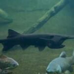 In 2007, North Dakota biologists tagged an 87-pound paddlefish; 18 years later, an angler caught the same fish weighing 98 pounds