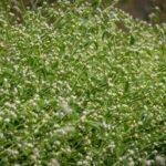 Parthenium Hysterophorus: In the 1950s, this weed entered India with American wheat: How Parthenium quietly became one of India's biggest invasive plant problems